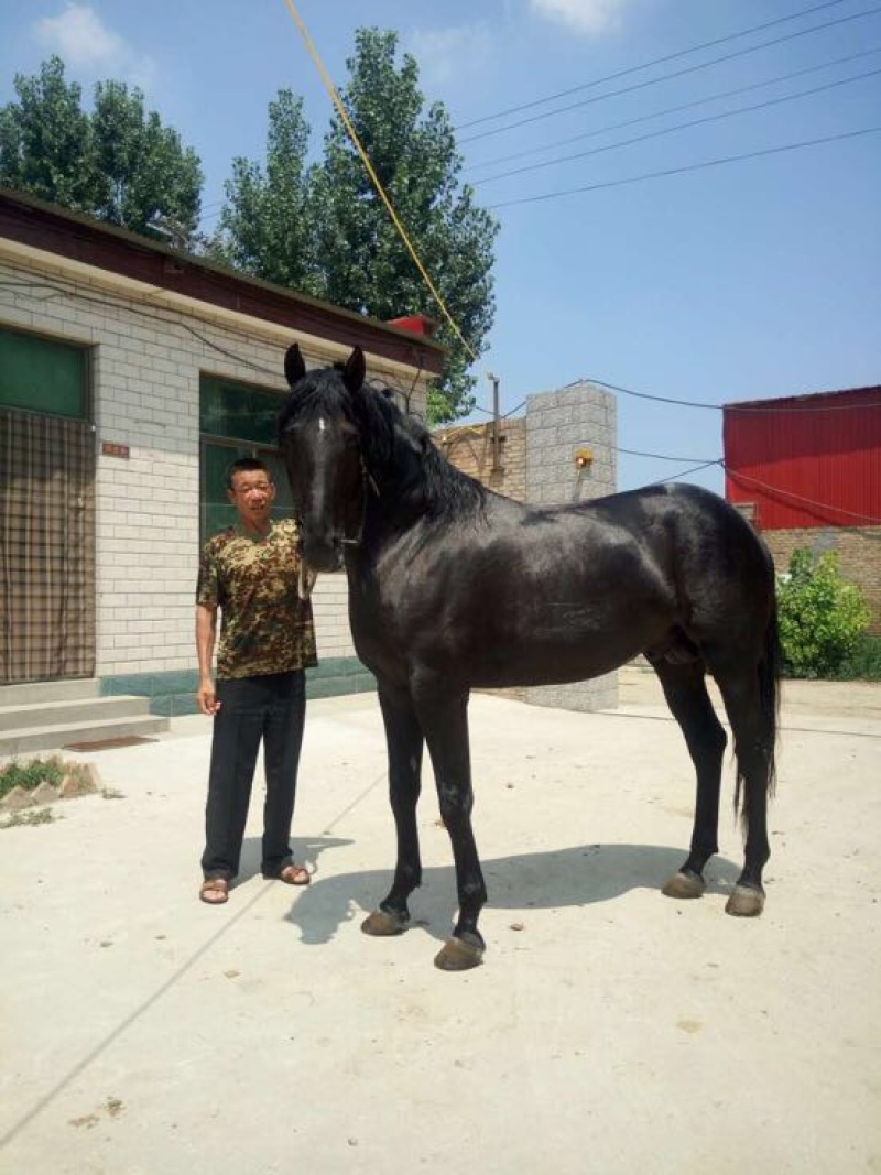 半血马400~500kg