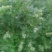 北高丛蓝莓4~6mm以上