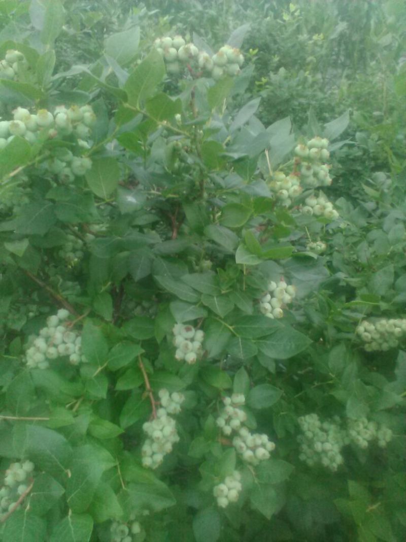 北高丛蓝莓4~6mm以上