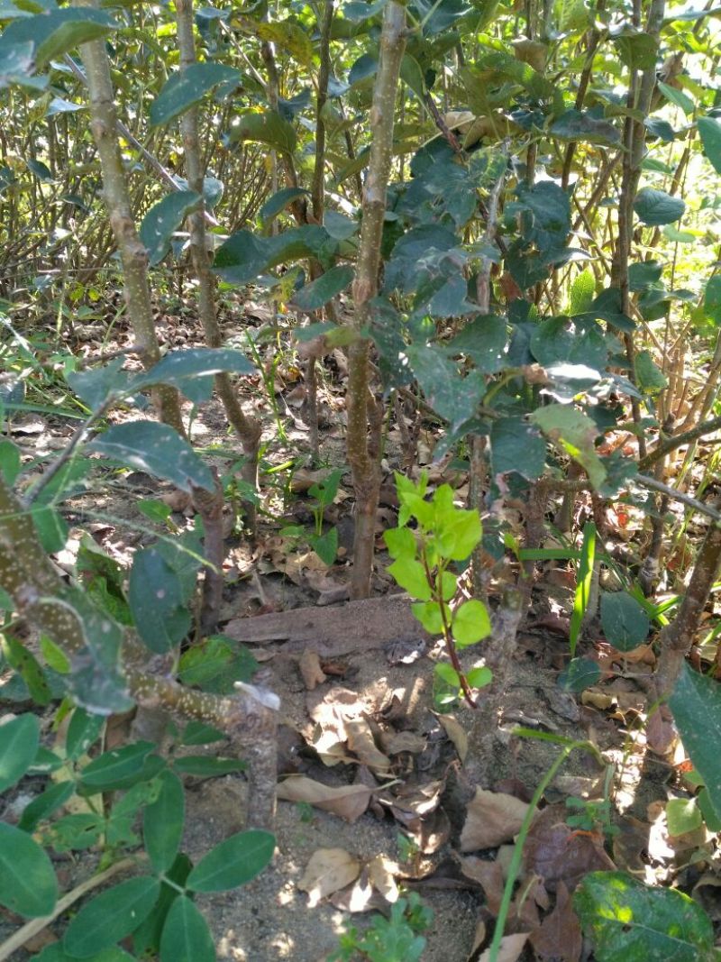 苹果树苗80cm以上