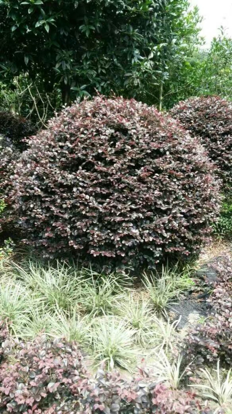 红花继木2cm以下