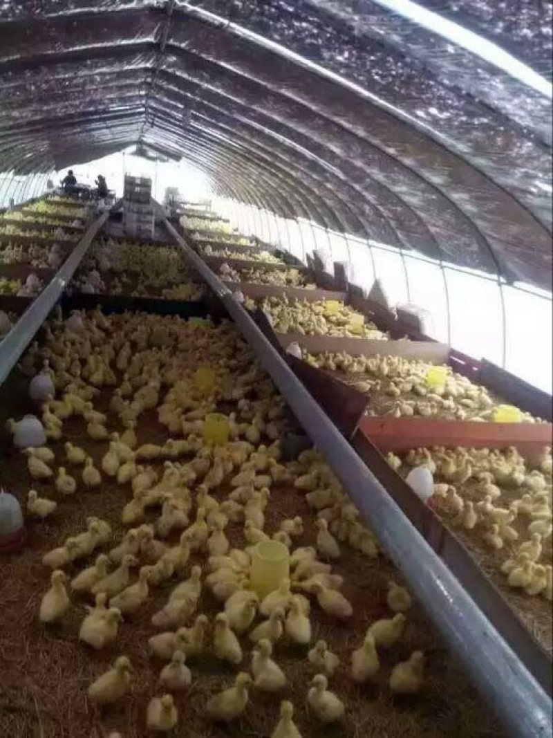 狮头鹅苗