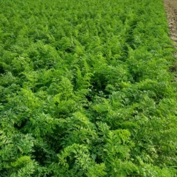 红皮萝卜0.2~1斤起