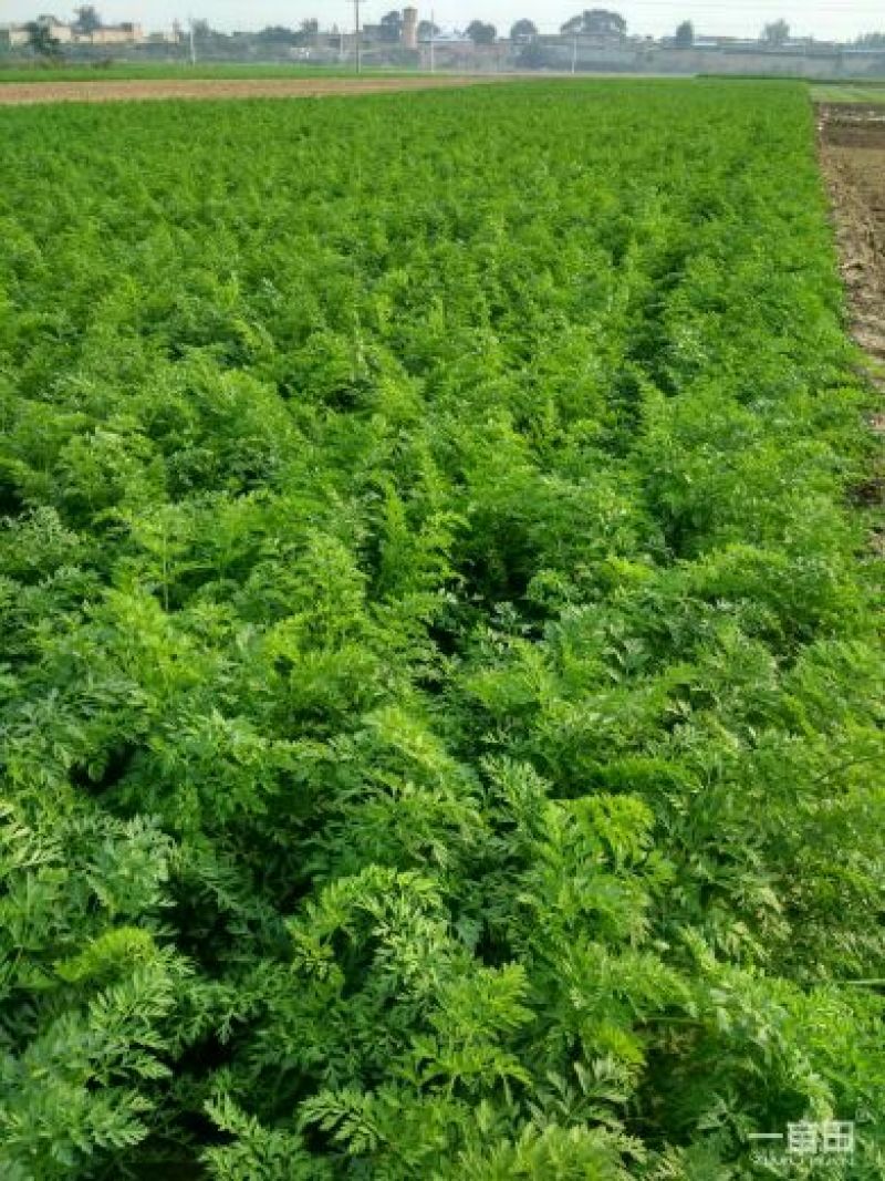 红皮萝卜0.2~1斤起