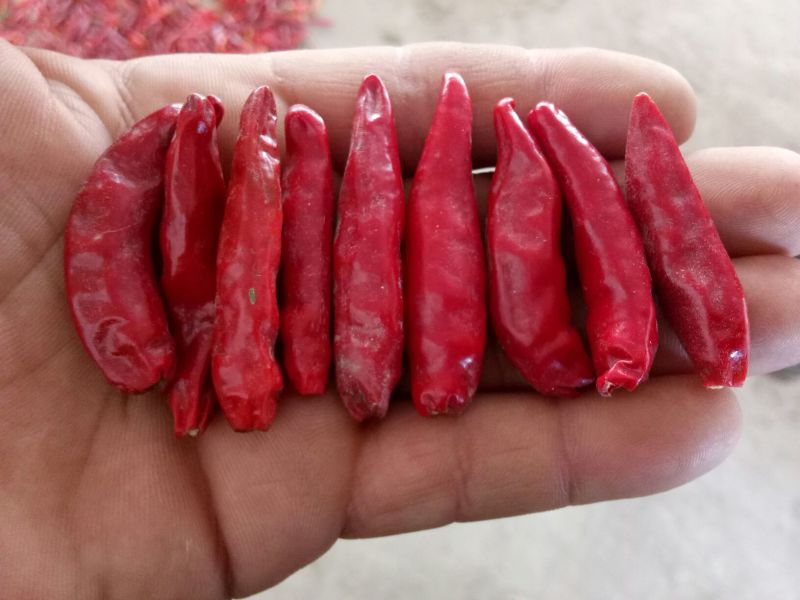 三樱椒八号精品9成干以上