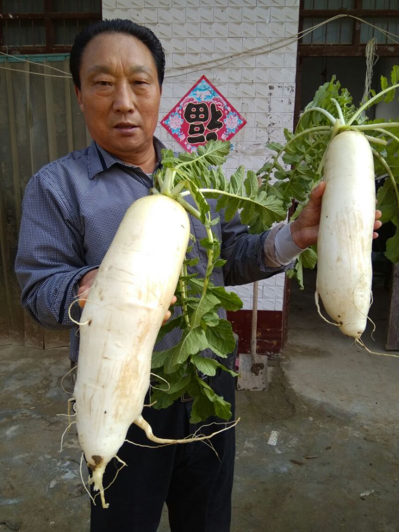白玉春白萝卜2~2.5斤起
