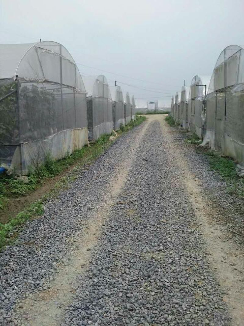 哈密瓜2斤以上椭圆形