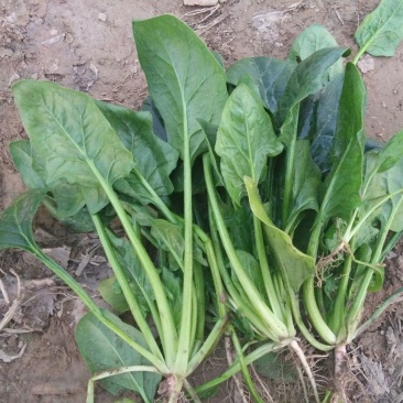 大叶菠菜20~25厘米