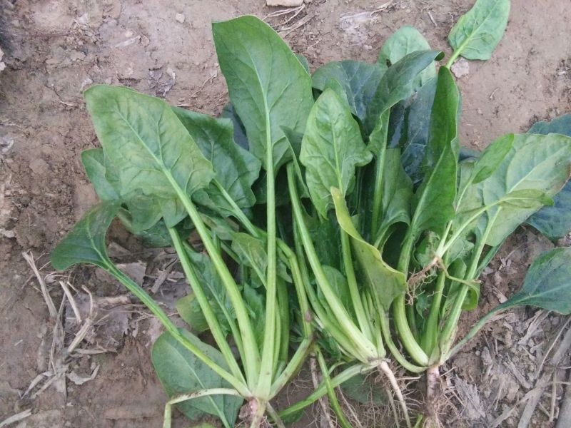 大叶菠菜20~25厘米