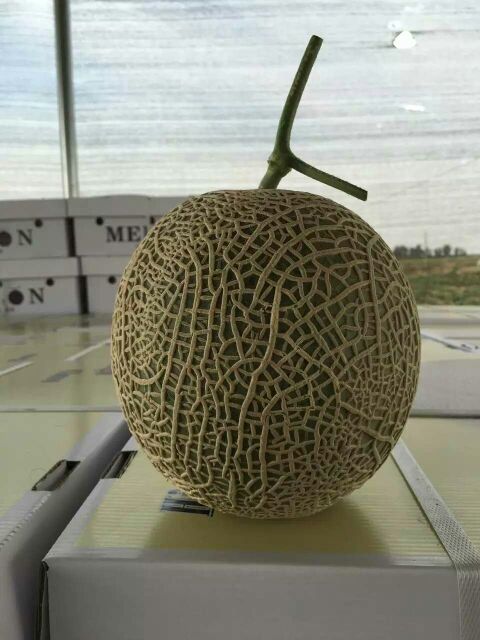 河北衡水市饶阳县海南25号哈密瓜 1斤以上 椭