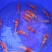 锦鲤鱼苗7两