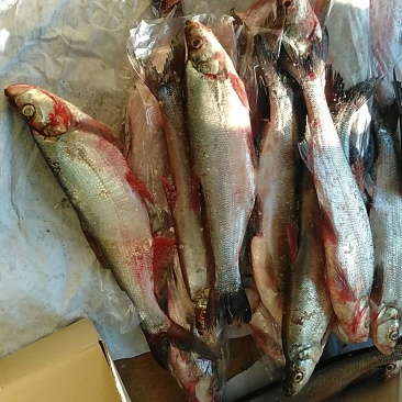 兴凯湖大白鱼3~5斤源自兴凯湖假一赔十