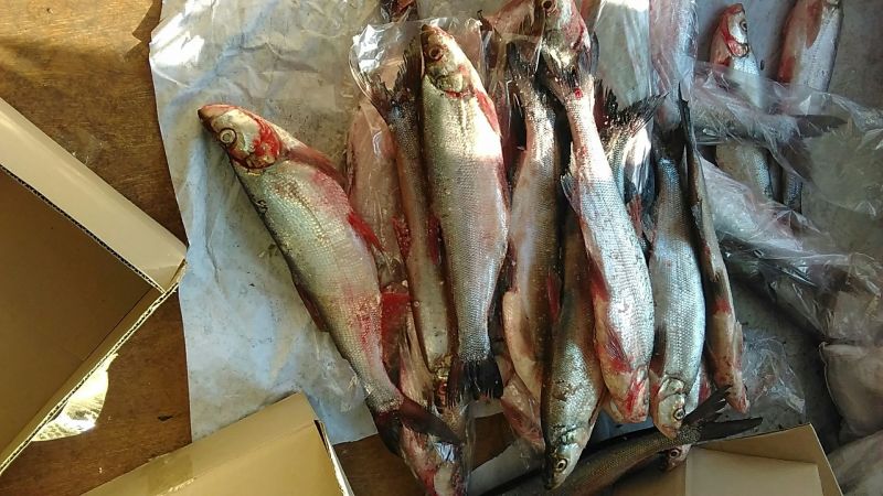 鲫鱼食用