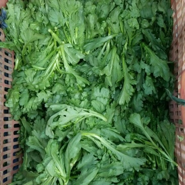 小叶茼蒿20~25cm
