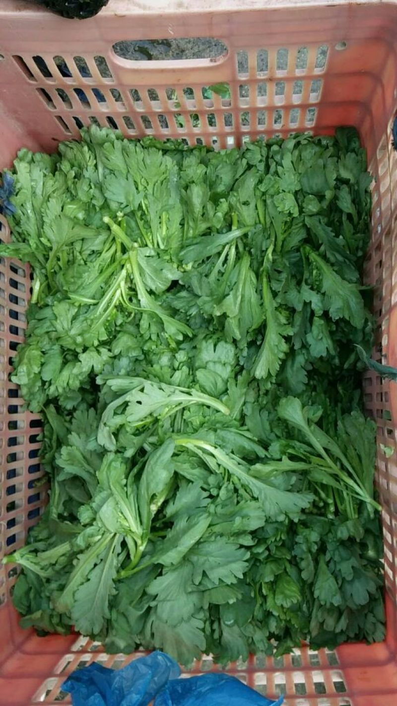 小叶茼蒿20~25cm