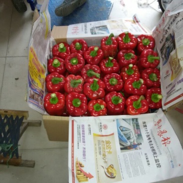 山东寿光当季新鲜脆甜彩椒基地直发厚肉生吃大宗批发