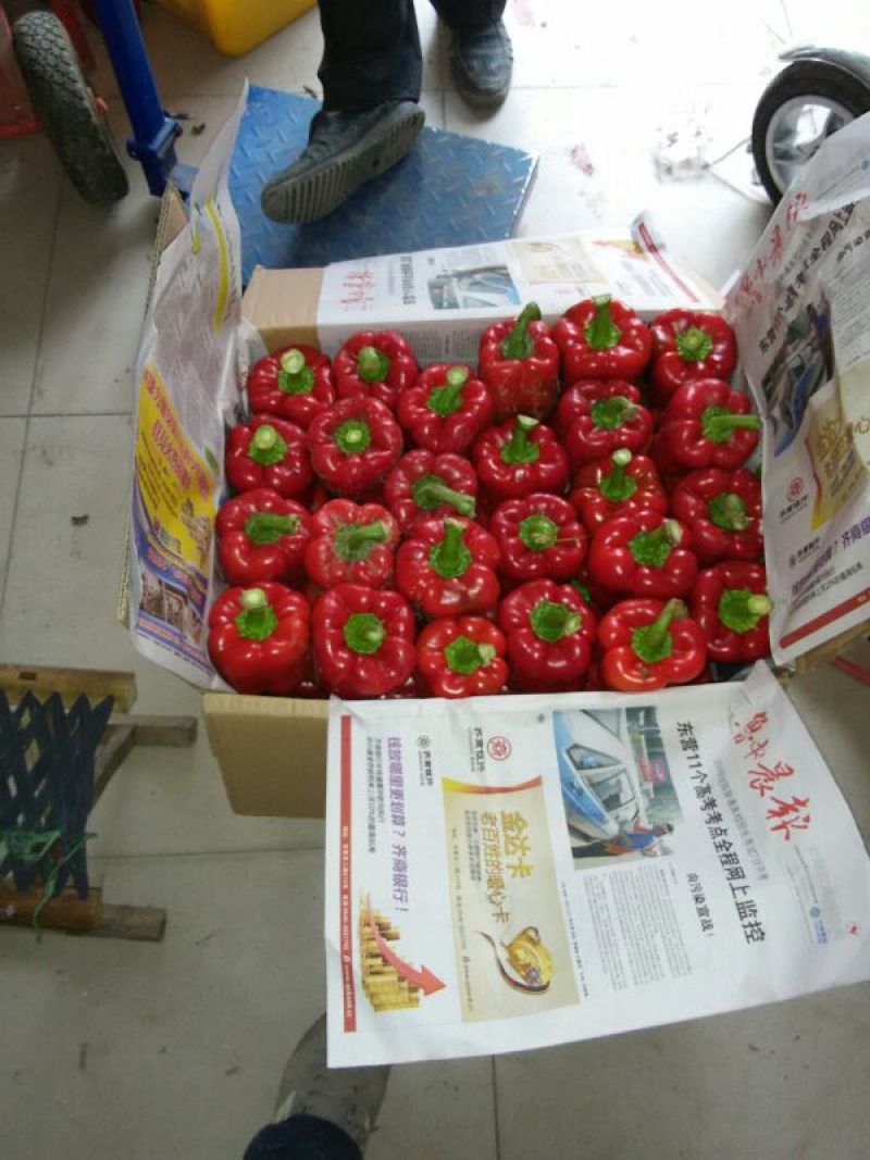 山东寿光当季新鲜脆甜彩椒基地直发厚肉生吃大宗批发