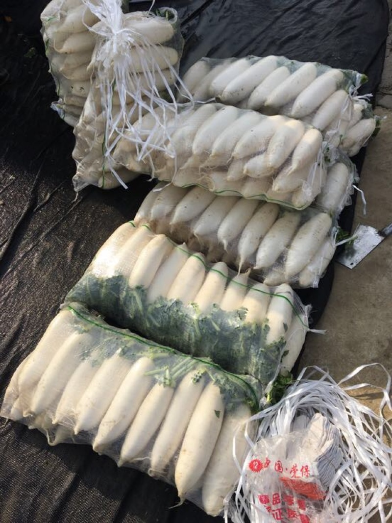 白皮白萝卜