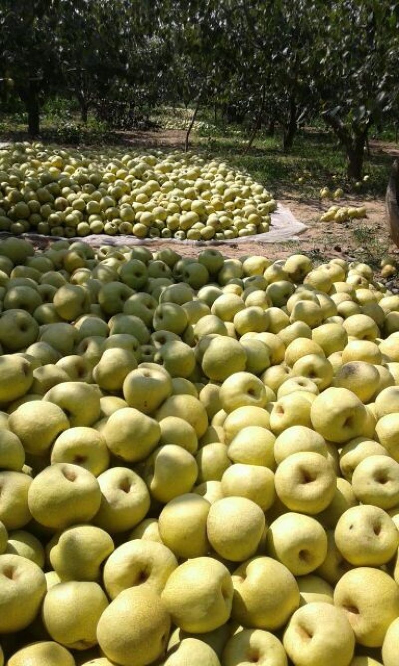 酥梨