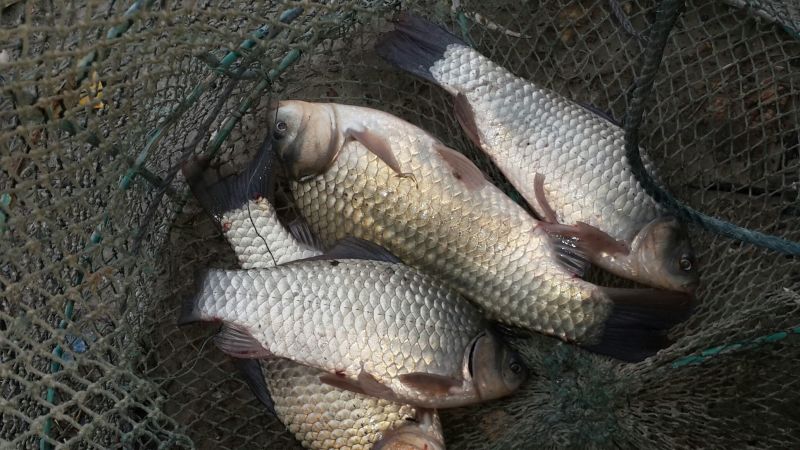 湖南湘云鲫食用，垂钓。