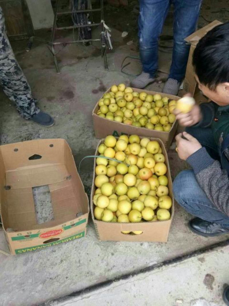 南果梨纸箱