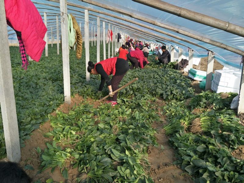 名门菠菜15~20厘米