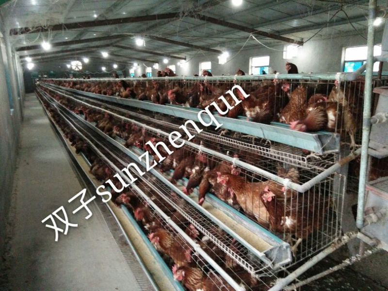 普通鸡蛋食用50g以下