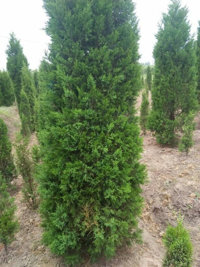 大叶女贞4cm以下