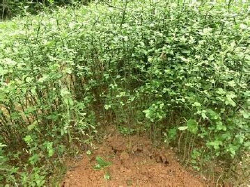 枳壳苗嫁接专用，保湿捆扎，基地直供，根系好成活率高