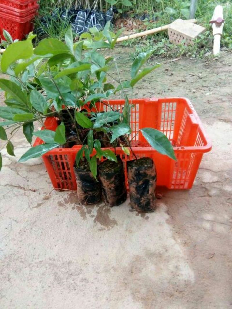 牛大力种苗药材中细叶都有