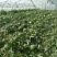 双星西瓜8斤打底9成熟1茬