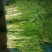 白菜苔15~20厘米