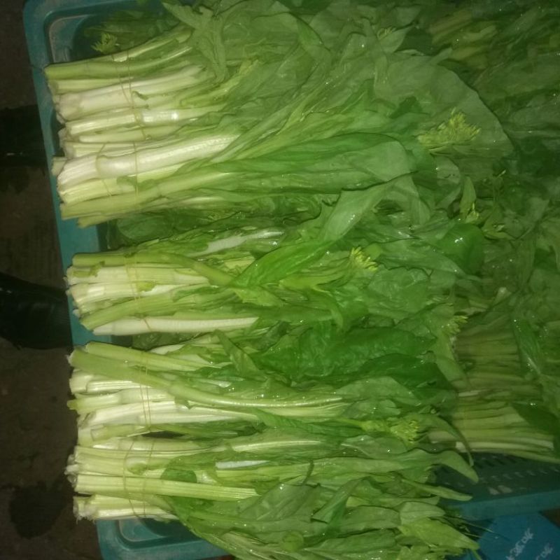 白菜苔15~20厘米