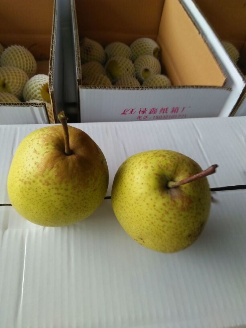 雪花梨350~400g纸袋