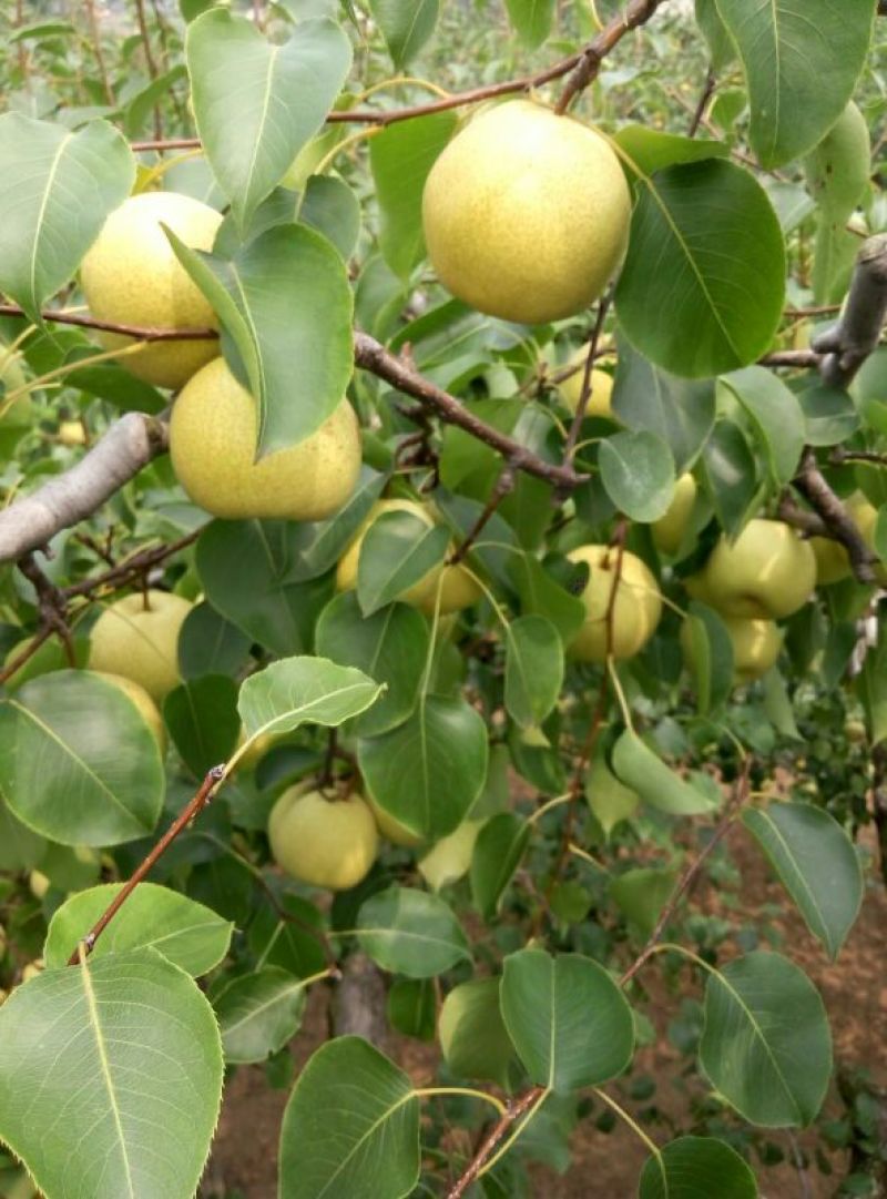砀山梨250~300g纸箱