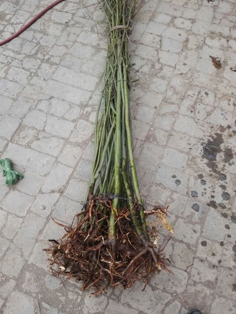 葛萝槭