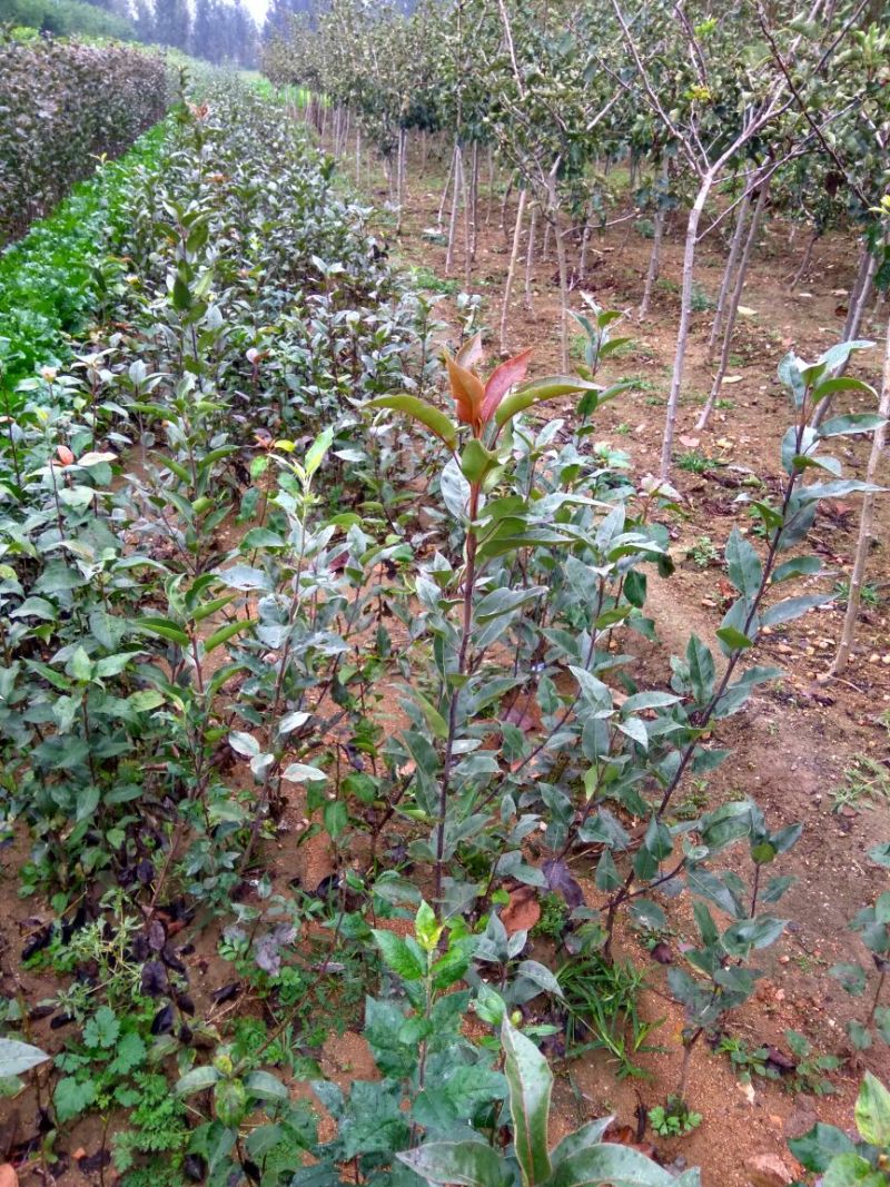早酥红梨苗红梨树苗品种红梨苗栽植密度梨树苗
