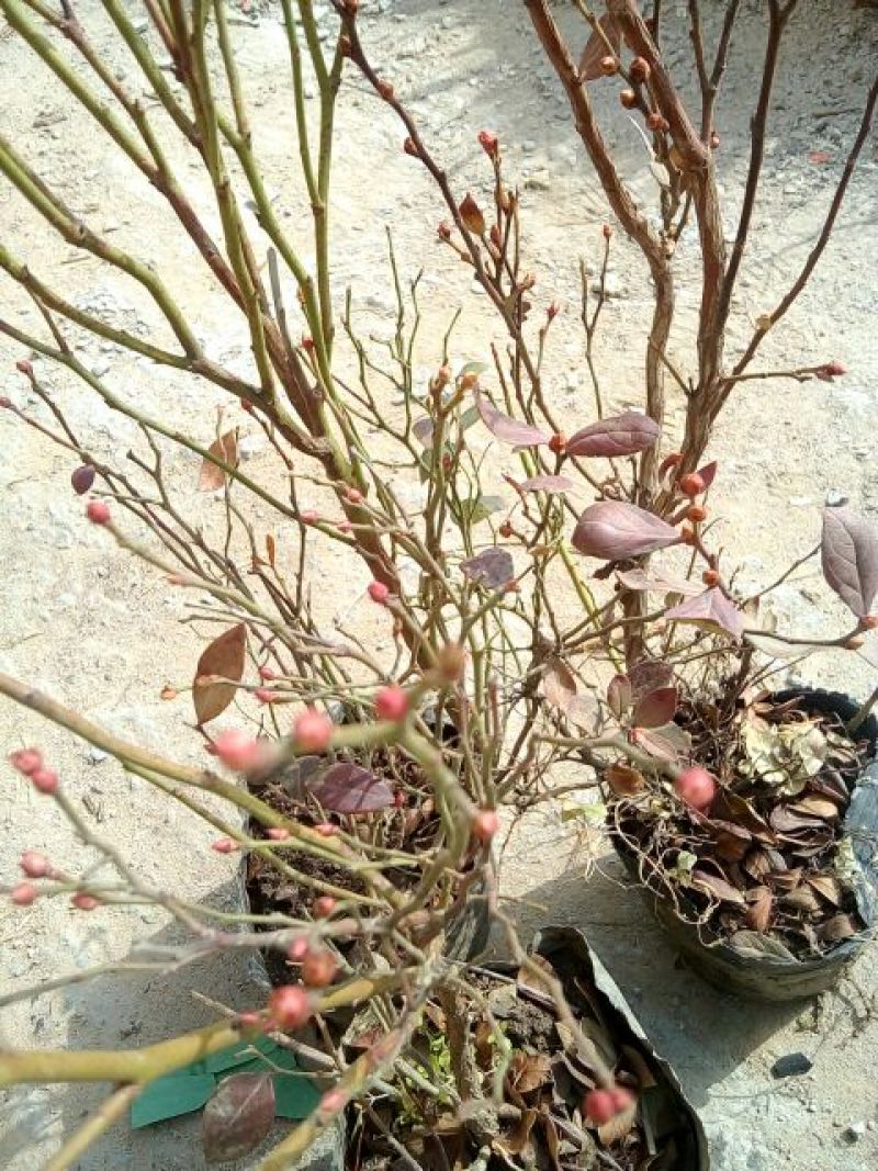 蓝莓苗30~50cm1~2年