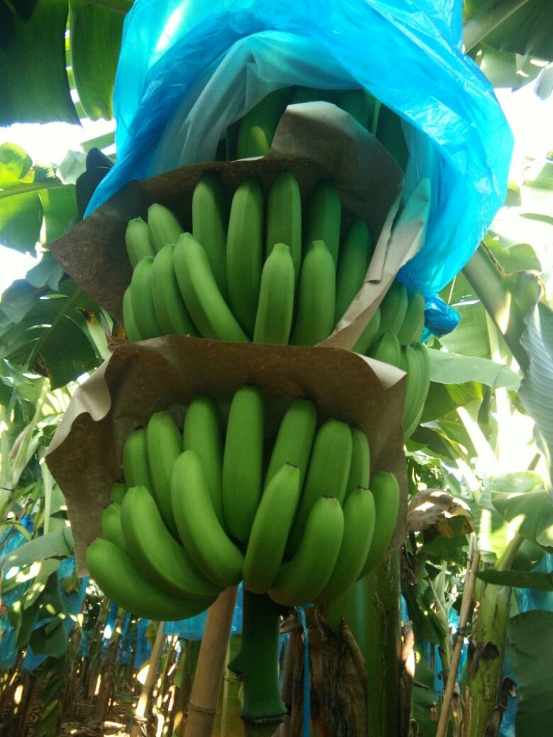 巴西香蕉七成熟