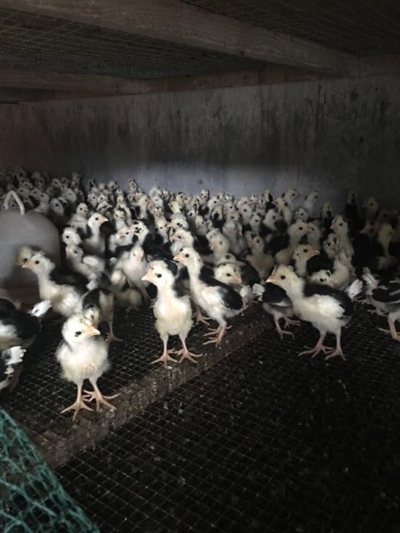 贵妃鸡苗1斤以下