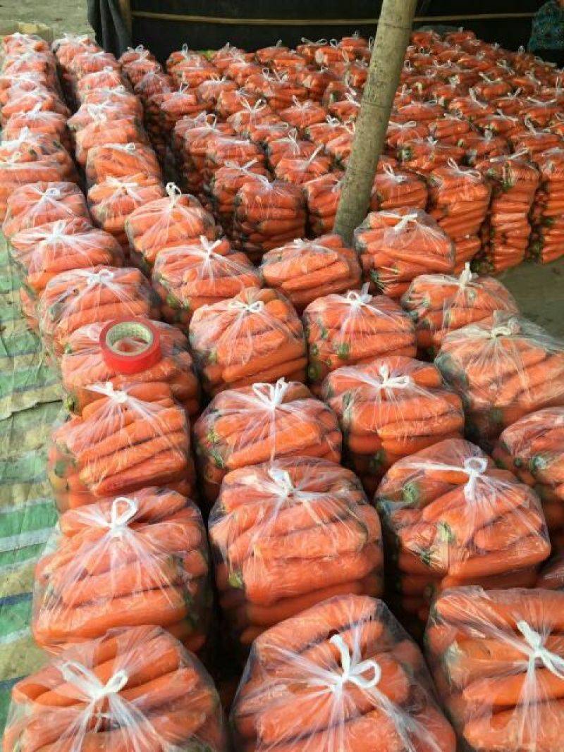 三红胡萝卜红2两以上10厘米以上带土