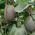 西州蜜瓜