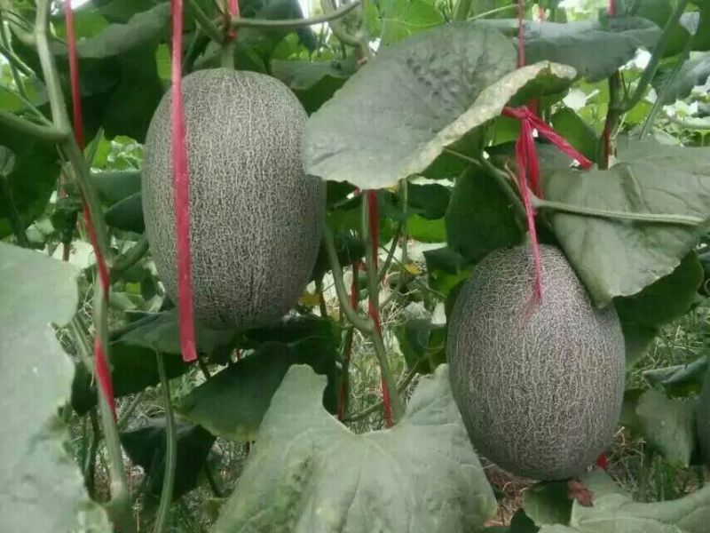 西州蜜瓜