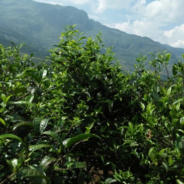 百年大树茶