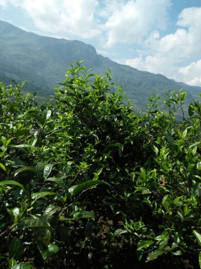 百年大树茶