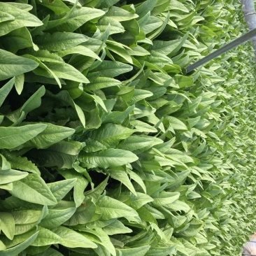 油麦菜35~40厘米以上