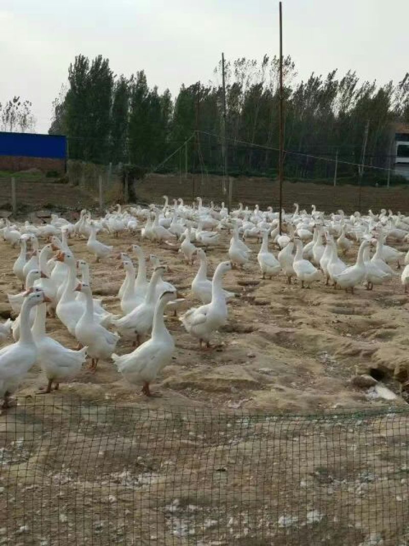 皖西白鹅苗250g以上