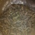 东亚飞蝗食用