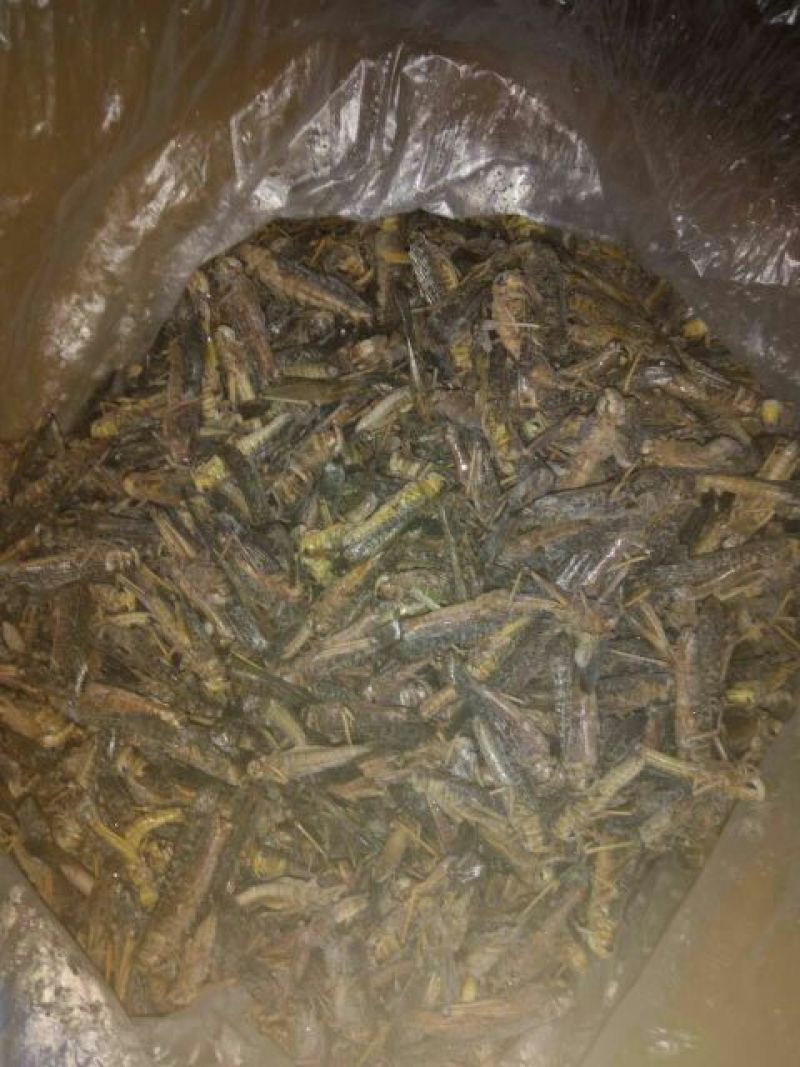 东亚飞蝗食用