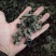 黑木耳一级